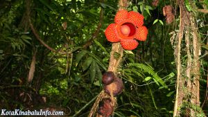 Jungle trekking in KK