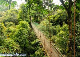 Danum Valley - Rainforest