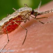 Zika Virus in kk