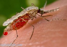 Zika Virus in kk