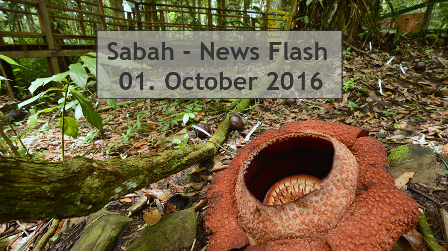 Sabah News Flash - 1. October 2016